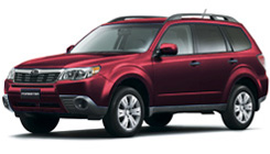 Camellia Red Pearl